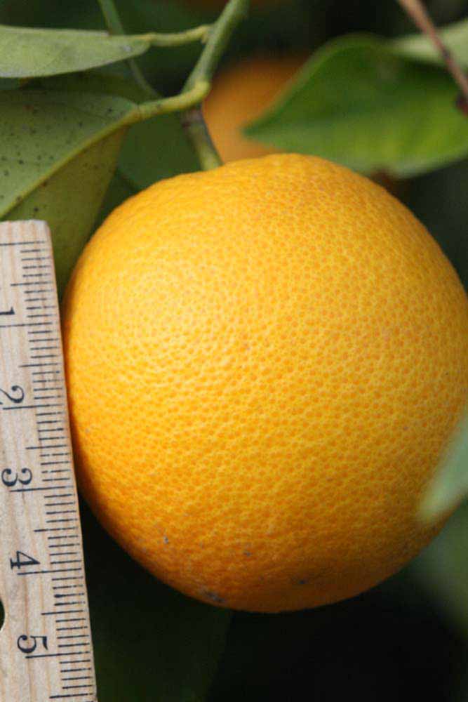              Fruit (Riverside, CA)       